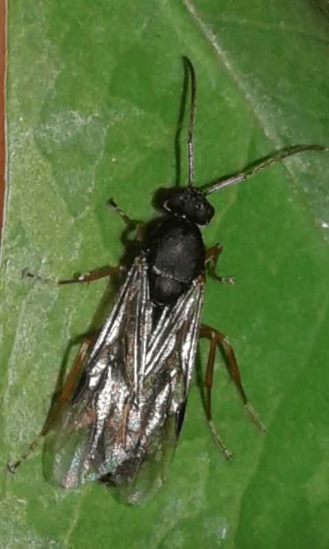 Hymenoptera da ID